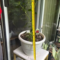 Long Thin Cayenne Plant