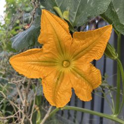 Flor De Calabaza 