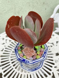 Succulent red In Asian White Blue Ceramic Pot Small 