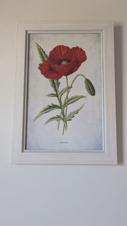 Set of Vintage Botanical Framed Art Prints (Poppy, Marigold, Narcissus & Floral Wildflowers)