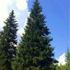 Evergreen - Prices Negotiable 