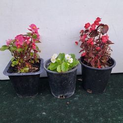 $7 Planta De Begonia Esta En UN Galon