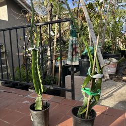 Ecuadorian Yellow Dragon Fruit Plant 