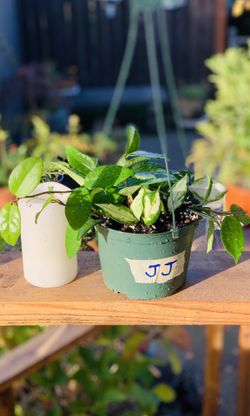 Live indoor Hoya Carnosa plant in a hanging plastic planter pot—firm price