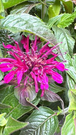 🌸 Bee Balm (Monarda) – Full & Blooming! 🌸
