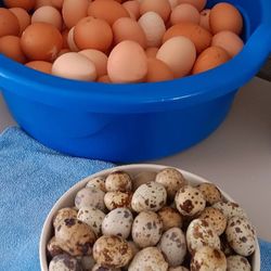 Fresh Chicken Eggs 