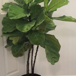 Real Natural Fiddleleaf Fig Plant Generates Oxygen In House