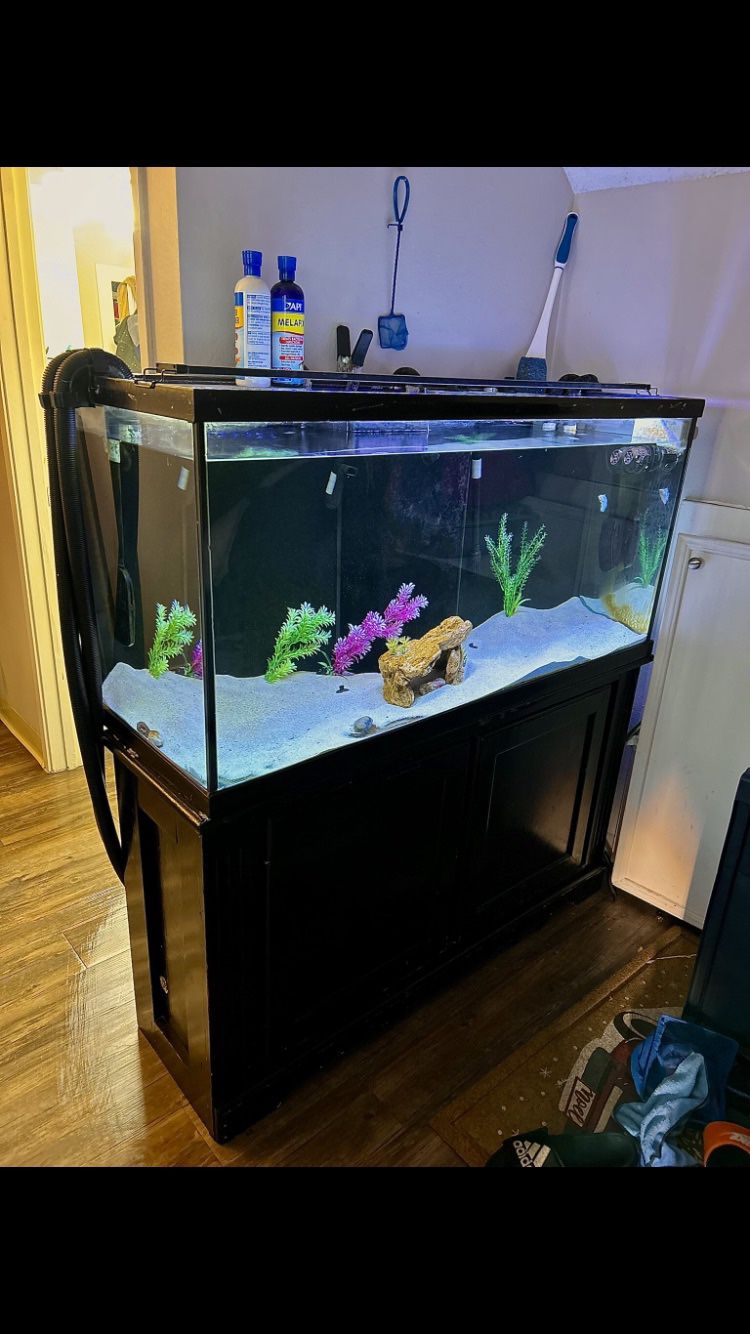 80 Gallon fish Tank with stand and more accessories 