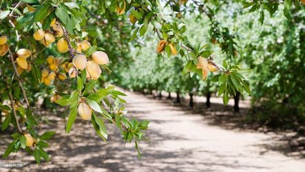 Bulk Fertilizer Blends for Almond, Walnut & Pistachio Farms – Central Valley Pickup