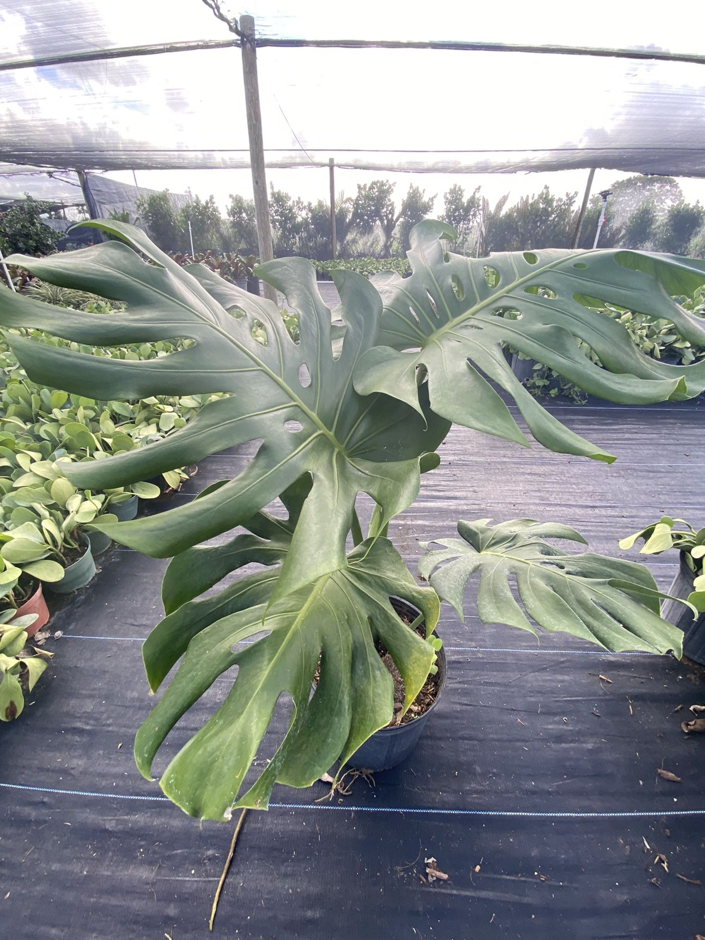 Espectaculares plantas de musteras de 3 Galones