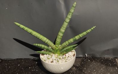 Starfish Snake Plant In Ceramic Pot