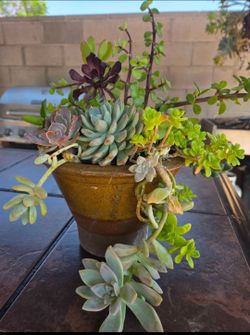 Decoration Suculents Plants Mix