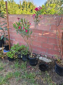 Red oleander