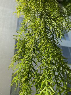 Realistic faux plants