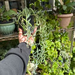 String Of Bananas Hanging Plant 