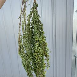 Elephant Bush cuttings LONG