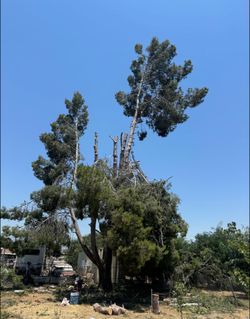 Affordable tree guys