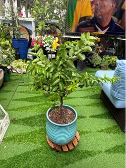 Braided Yellow Allamanda in ceramic pot