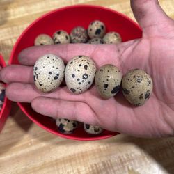 Quail EGG Jumbo Or Standard  Hatching Or Eating 