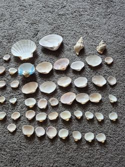 Sea shells