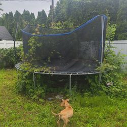 Trampoline 