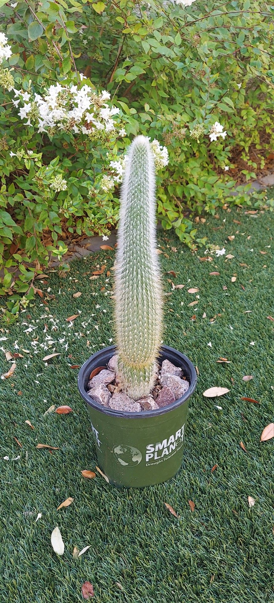 Living Plant 🌱 20"H Cleistocactus 'Red Flowers' ::: 7"H Pot ::: Outdoor