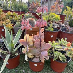 Variety Of Succulents Plants 