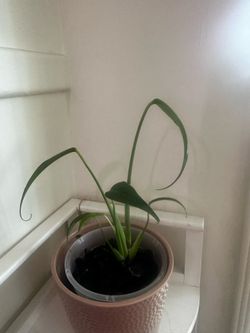 Burle Marx Flame Monstera