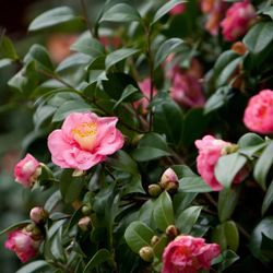 ‘Debutante’ Camellia bushes —