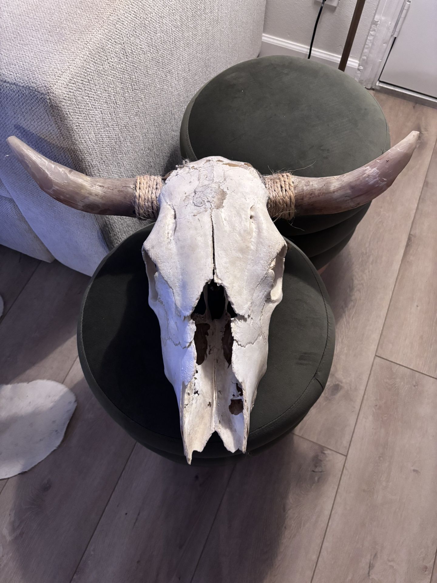 Real Steer Skull