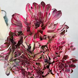 Aeonium Meiya Variegated On Sale