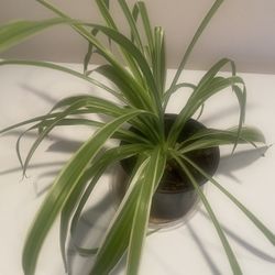 Variegated Spider Plant In 6” Pot