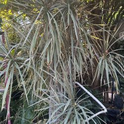 Dracaena Plant