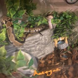 BallPython
