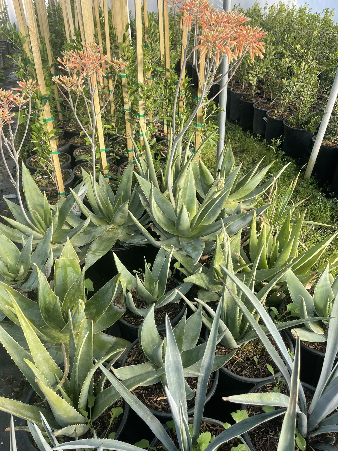 Alove Plants 5gal