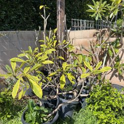 Plumerias