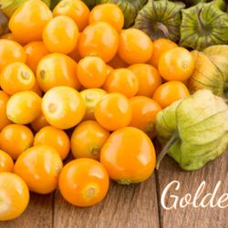 4ft PERUVIAN GROUND CHERRY PLANT