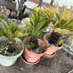 Various plants $10 each