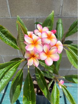 Plumeria