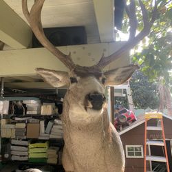 Buck Head/ Deer Head Hunting Animal In Great Condition