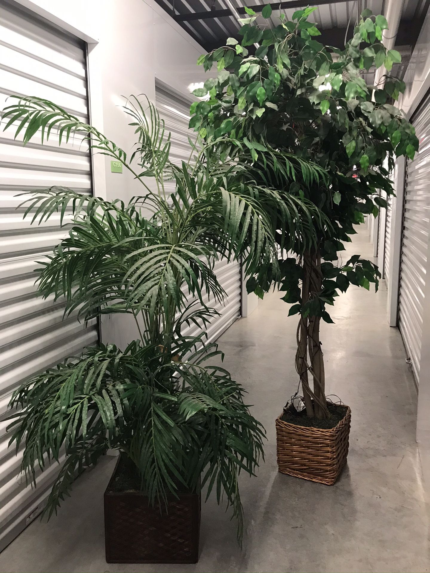 Faux Ficus and Majestic Palm trees