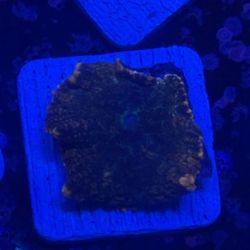 Orange Skirt Rhodactis Mushroom Display Decor