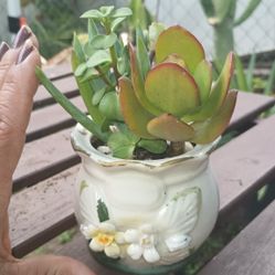Small Succulents $7 Each Pot