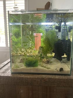 6 Gallon Cube Frameless Aquarium