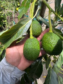 hass avocado