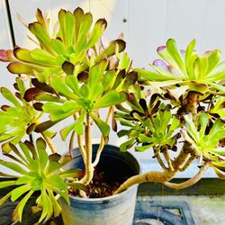 AEONIUM SUCCULENT PLANTS - Very Easy To Grow 