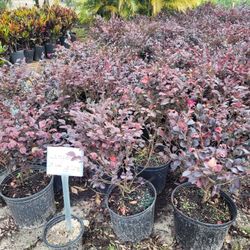 LOROPETALUMS 3GALLONS 