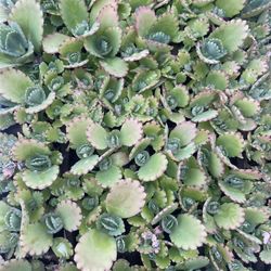 Kalanchoe Mother Of Thousands Plant Each One 