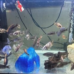 Fish Tank Stuff