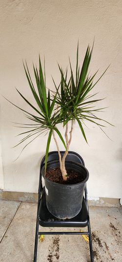 Drago de Madagascar Plant 